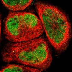 ELMSAN1 Antibody, Novus Biologicals:Antibodies:Primary Antibodies